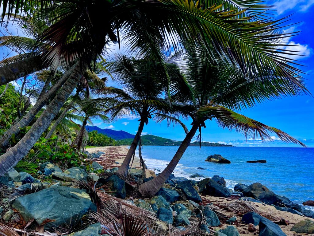 Coastline at Playa California by Patilla’s in Puerto Rico, featuring palm trees, rocks, and a backdrop of mountains, creating a scenic and tranquil view