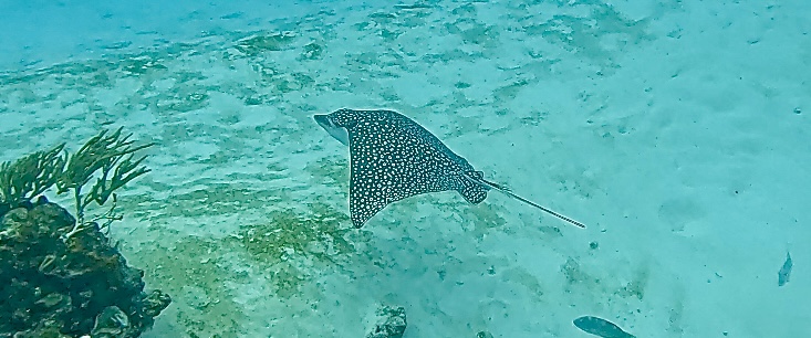 Spotted Eagle Ray gracefully gliding through vibrant blue waters during a safety stop while scuba diving at Cozumel