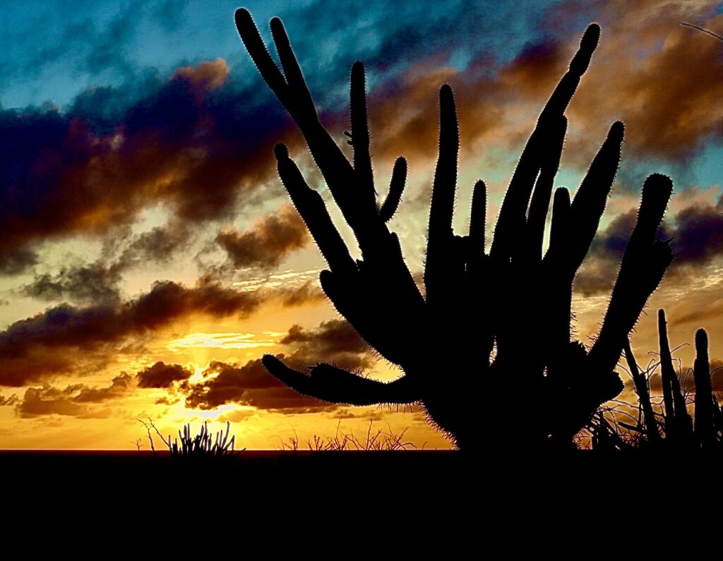 Sunrise behind a large cactus with a colorful sky at Alto Vista Chapel in Aruba, creating a striking and serene scene.