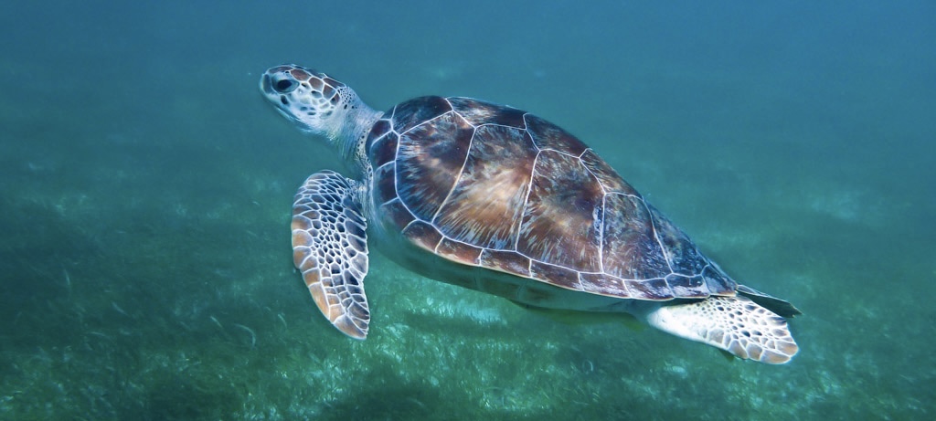 Turtle from the Swim with the Turtles excursion in Akumal, swimming gracefully in the clear, turquoise waters