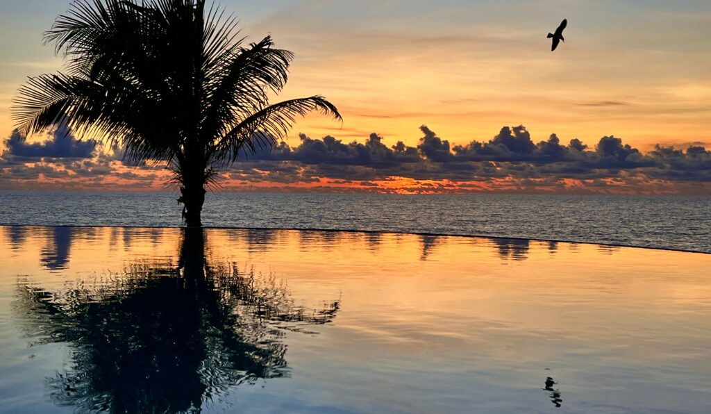 Infinity pool at Sun Palace Cancun with a bird soaring overhead and a palm tree reflected in the water, creating a serene tropical scene.