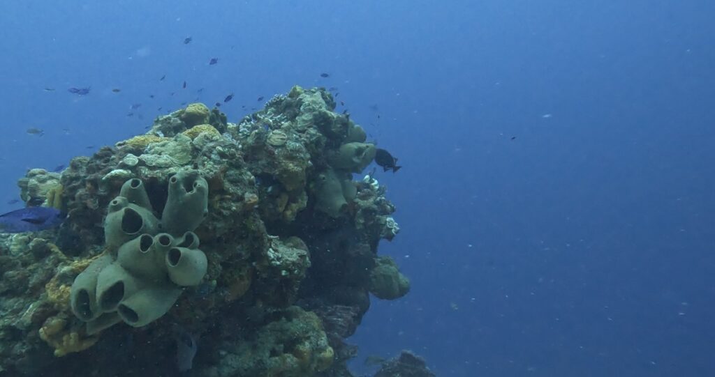 Loooking up at a vibrant reef in Cozumel while scuba diving, showcasing colorful coral and marine life beneath the clear blue waters